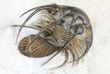 Nice, Kolihapeltis Trilobite - Rare Species #86315-1
